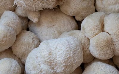 How Much Lion’s Mane Per Day: The Ultimate Dosage Guide